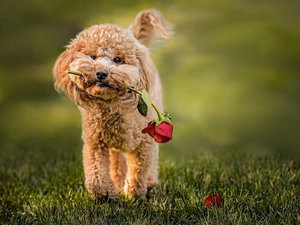 Tibetan Terrier, rose, dog