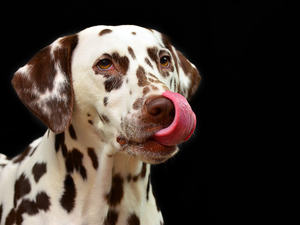 tongue, dog, Dalmatian