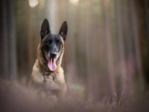 tongue, Belgian Shepherd Malinois, fuzzy, muzzle, dog, heathers, background