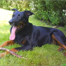 tongue, Stick, Shepherd French Beauceron