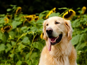 tongue, Nice sunflowers, Golden Retriever