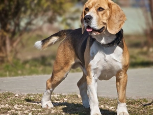 Beagle, Tounge, dog