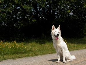 Tounge, Shepherd US-Canadian, ears