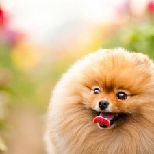 Tounge, Pomeranian, dog