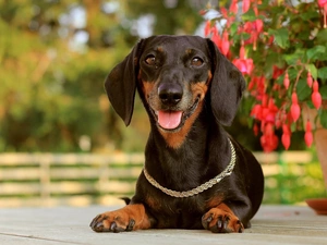 Tounge, dog-collar, dachshund