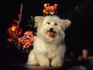 Tounge, Flowers, Coton de Tulear