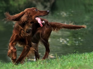 irish, Tounge, dog, setter, Brown
