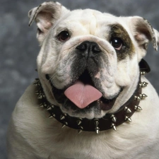 Tounge, dog-collar, dog, Buldog