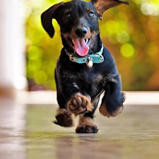 Tounge, gear, dachshund, dog-collar