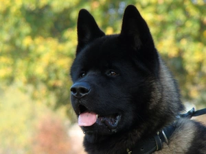 Tounge, Black, doggy