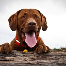 doggy, Tounge, breathless