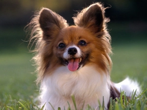 doggy, Spaniel, Papillon, Tounge