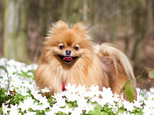 Flowers, Toy Spitz, Tounge