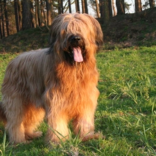 Tounge, Shepherd French Briard