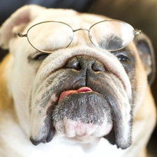 Glasses, Tounge, dog