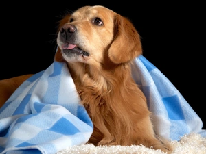 Tounge, Blanket, Golden Retriever