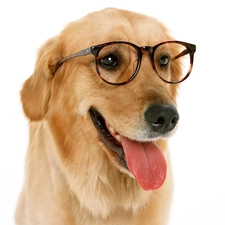 Tounge, Glasses, golden, retriever