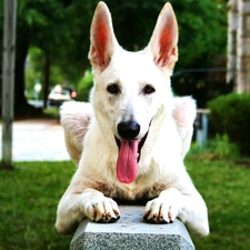 Tounge, sheep-dog, dog, grass, White