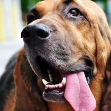 Head, Tounge, Bloodhound