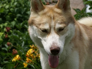 Tounge, Husky