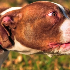 mouth, Tounge, dog