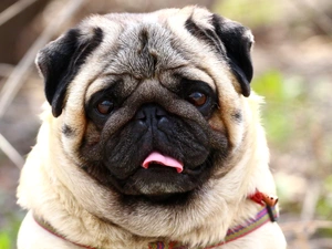 Tounge, dog, pug