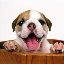 Tounge, Puppy