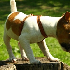 Tounge, trunk, Jack Russell Terrier