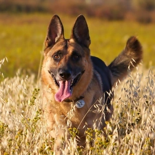 Tounge, dog-collar, sheep-dog