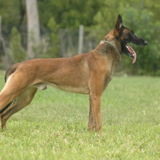 Tounge, Belgian Shepherd Malinois