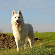 Tounge, grass, White Swiss Shepherd