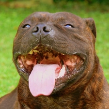 Tounge, Staffordshire Bull Terrier, mouth