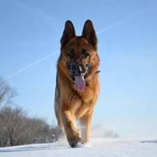 Sky, wander, trees, snow, sheep-dog, german, viewes, Tounge