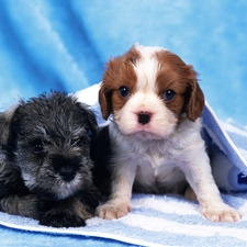 little doggies, puppies, Two cars