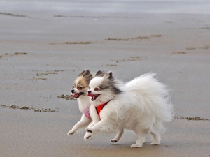 Toy Spitz, Beaches, puppies