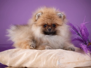 dog, Toy Spitz, Pillow, fluffy
