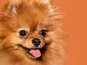 dog, Toy Spitz, Pomeranian, ginger