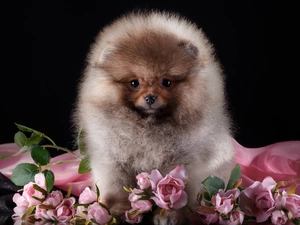 dog, Toy Spitz, roses, Puppy