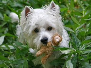 toy, West Highland White Terrier
