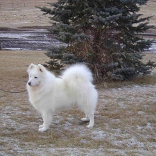 christmas tree, Samojed