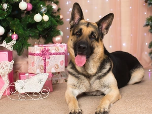 dog, gifts, christmas tree, German Shepherd