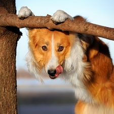 trees, Tounge, dog, Border Collie