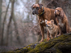 trees, Dogs, boxer