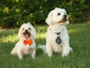 Maltese, Two cars, trees, viewes, Meadow, Charming