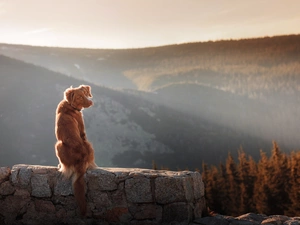 viewes, Mountains, dog, Retriever Nova Scotia, ledge, trees