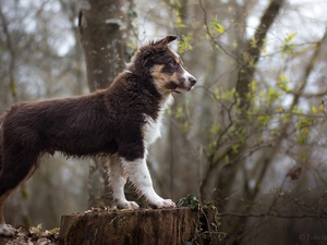 Australian Shepherd, dog, trees, viewes, trunk, Puppy