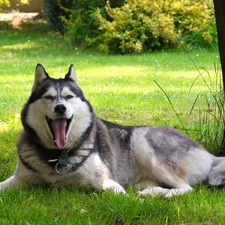 trees, grass, Husky, Tounge