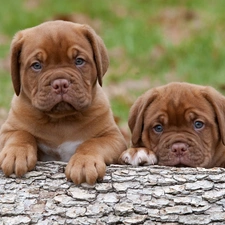 little doggies, Great Danes de Bordeaux, Two cars