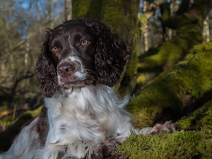 viewes, Moss, muzzle, trees, English Springer Spaniel