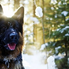 trees, german, dog, snow, sheep-dog